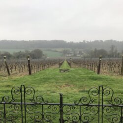 Hambledon vineyard visit 1