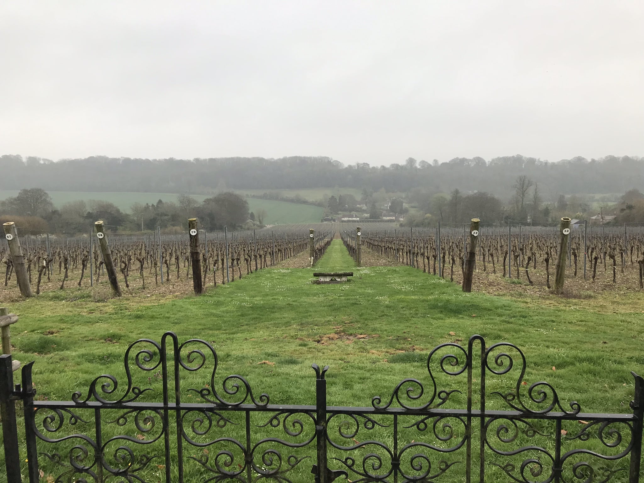 Hambledon vineyard visit 1