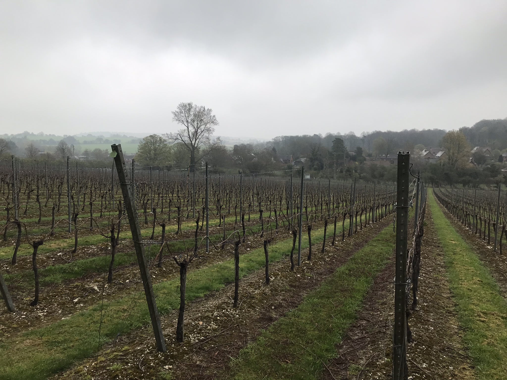Raimes vineyard 1