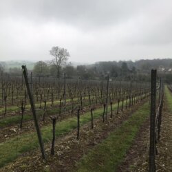 Raimes vineyard 1