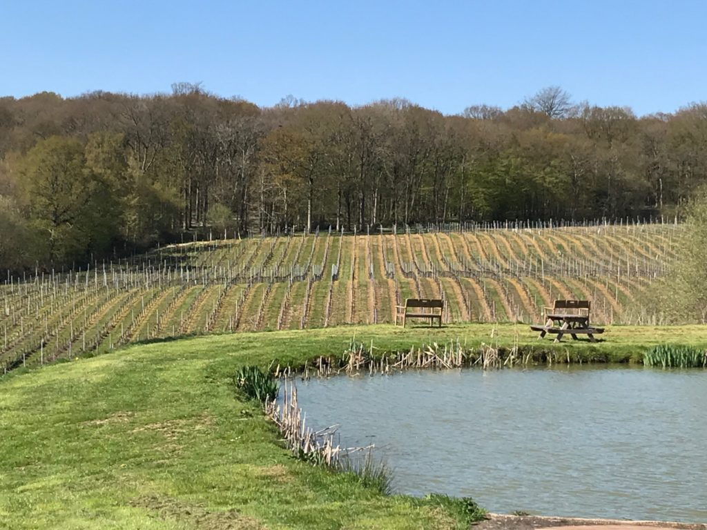 Bluebell Vineyards English wine producer