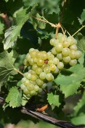 Bacchus 04c 3