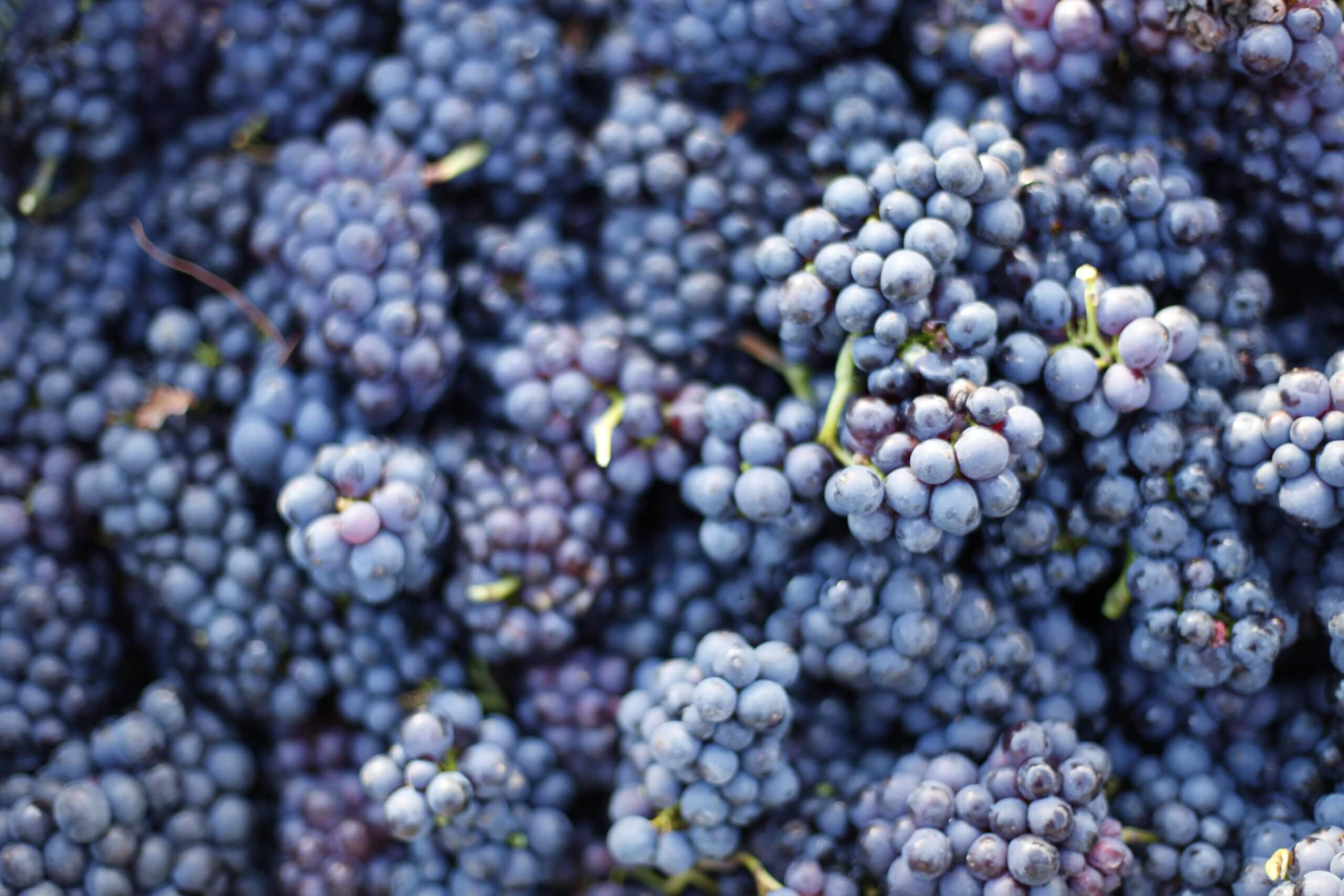 Harrow Hope grapes scaled
