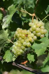 Bacchus 04c 3 682x1024