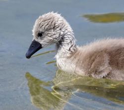 Ugly Duckling e1582725420446