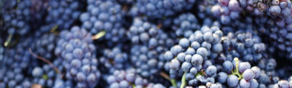 English red wine grapes