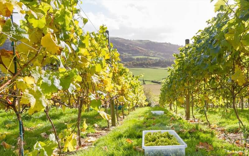 Welsh vineyard