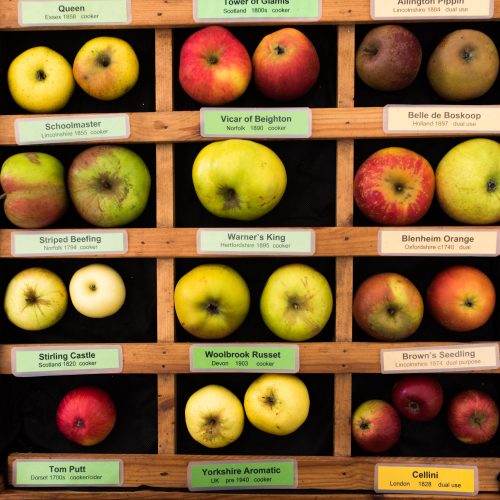 apple day 72 500x500 1
