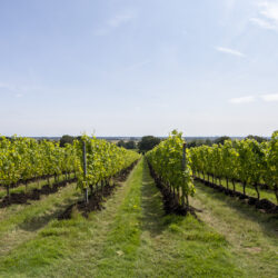 Gusbourne vineyard in the sunshine