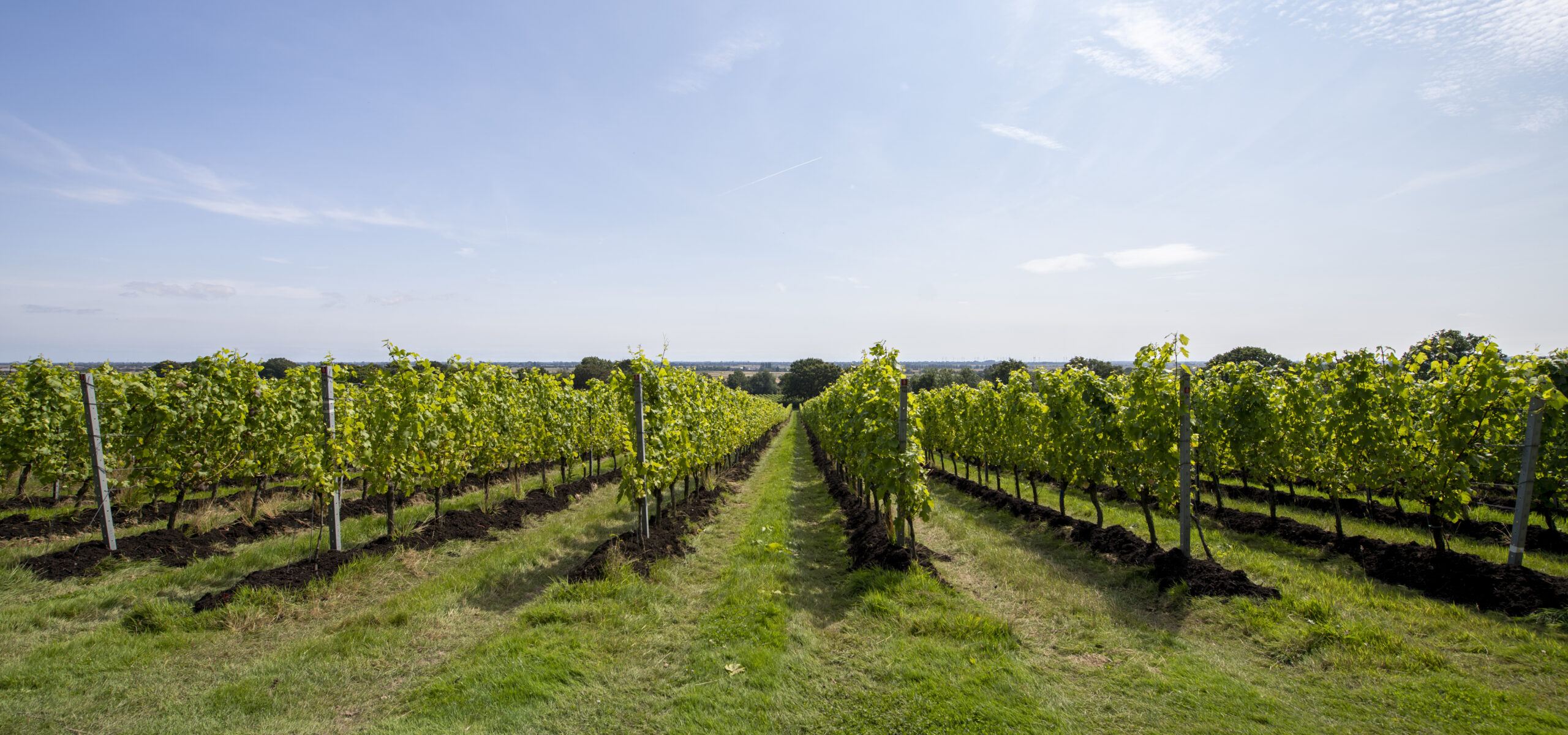 Gusbourne vineyard in the sunshine