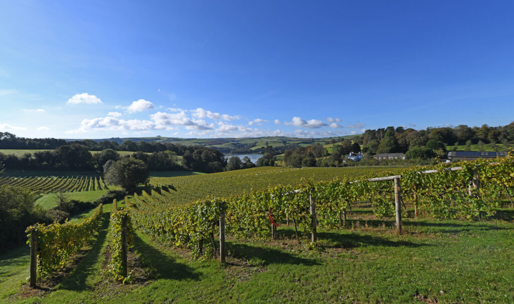 Sandridge Barton vineyard