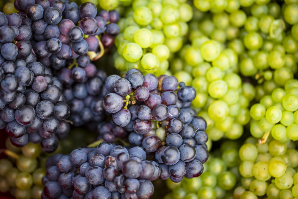 English grapes harvested to make English wine