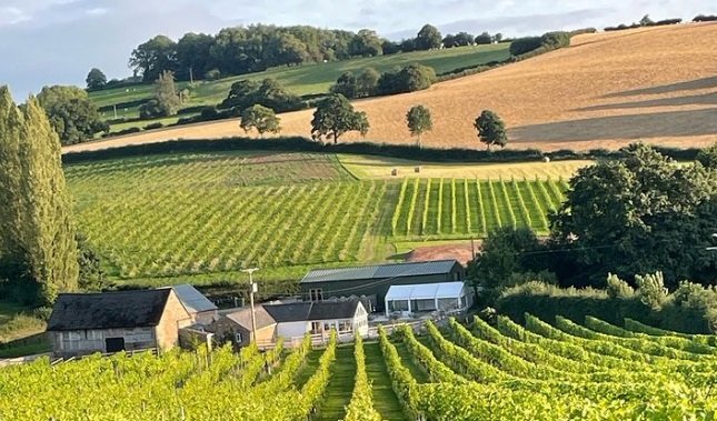 White Cstle Vineyard in Wales